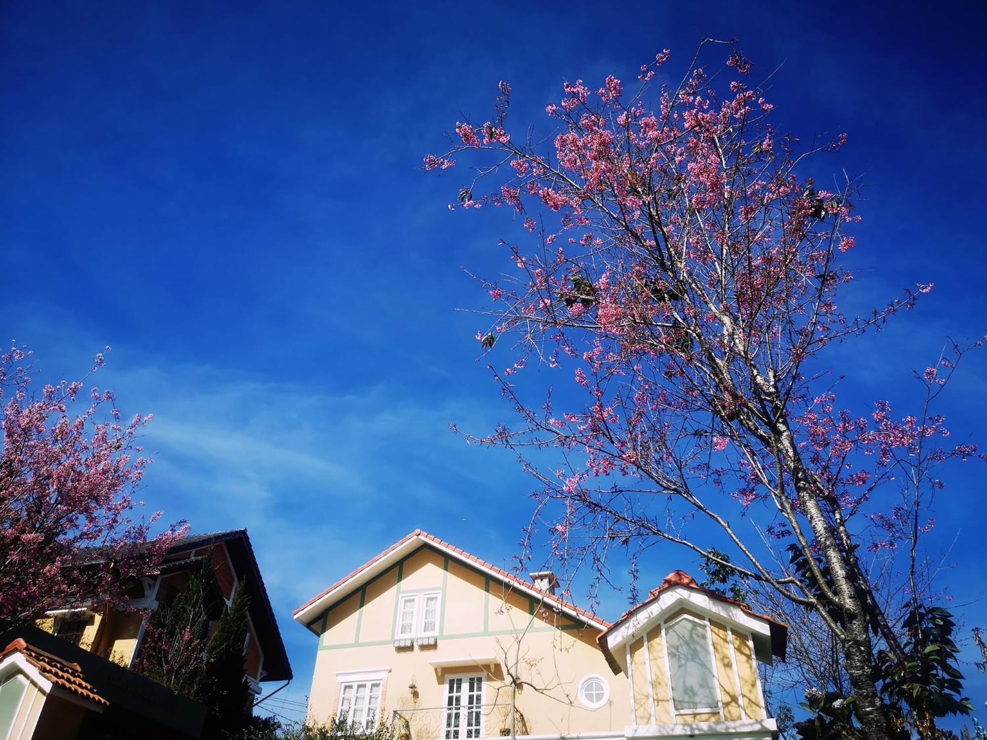 Bich Dao Boutique - Dalat Hotel Exterior photo