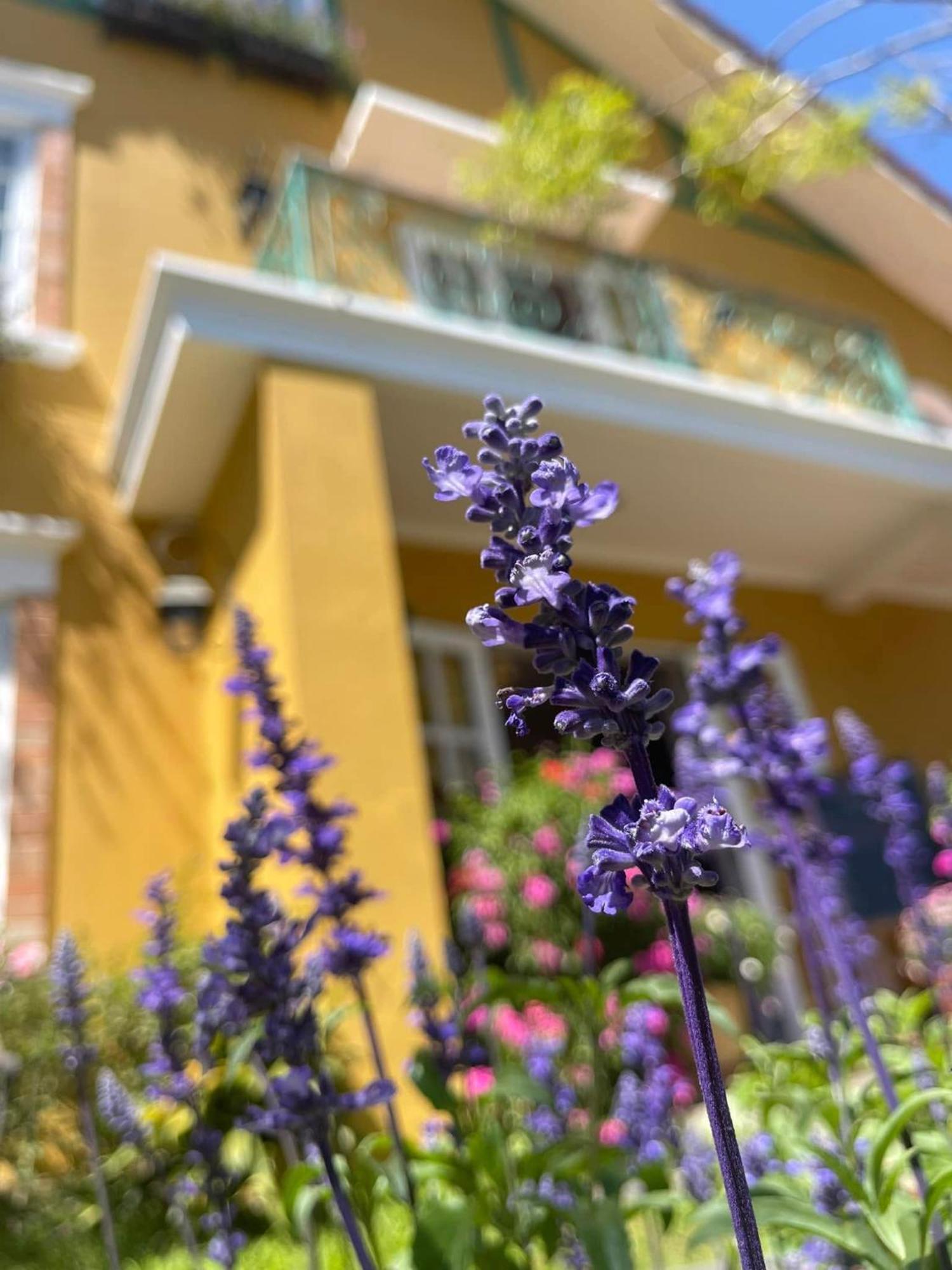 Bich Dao Boutique - Dalat Hotel Exterior photo